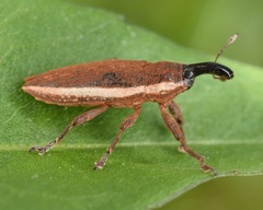 Lixus placidus