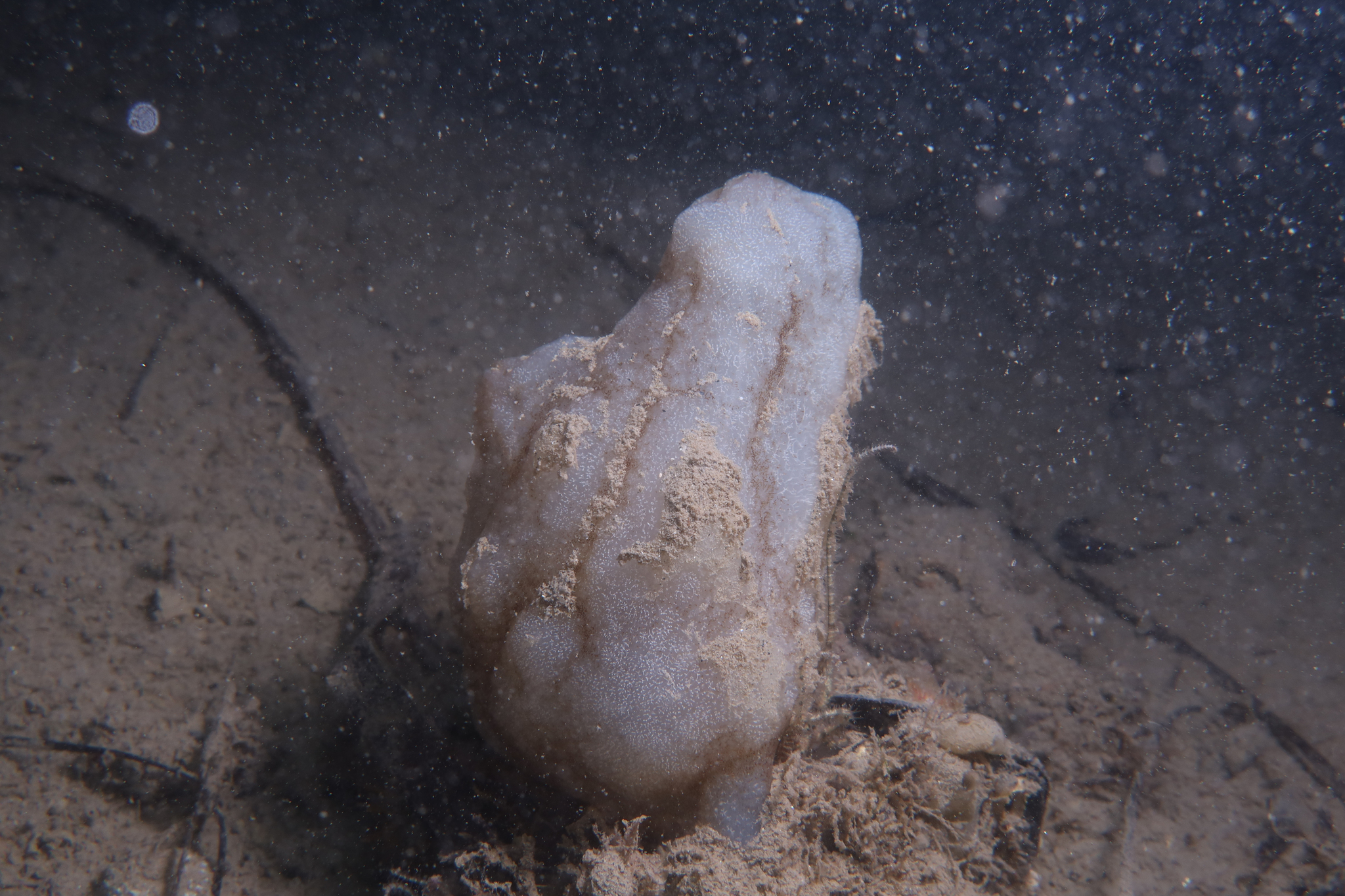 Phallusia mammillata (Cuvier, 1815)