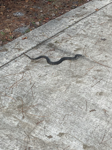 Florida Watersnake observed by kctisch