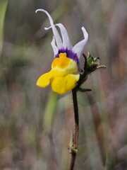 Nemesia cheiranthus, photograph author not stated, no rights reserved