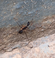 Camponotus etiolipes