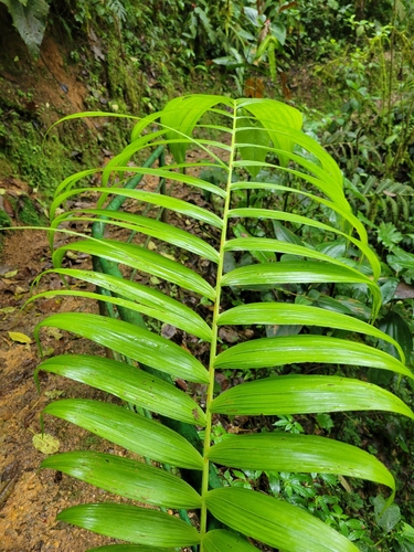 Chamaedorea linearis, photograph 4