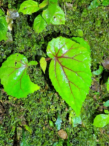 Begonia parviflora, photograph 6