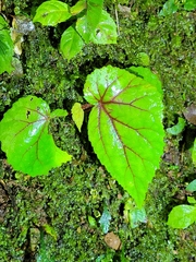 Begonia parviflora, photograph author not stated, no rights reserved
