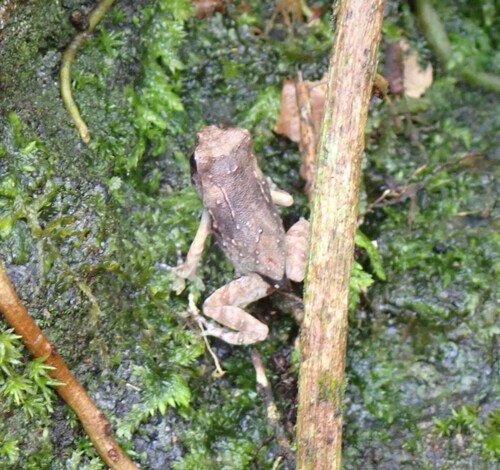 Pelobatrachus ligayae