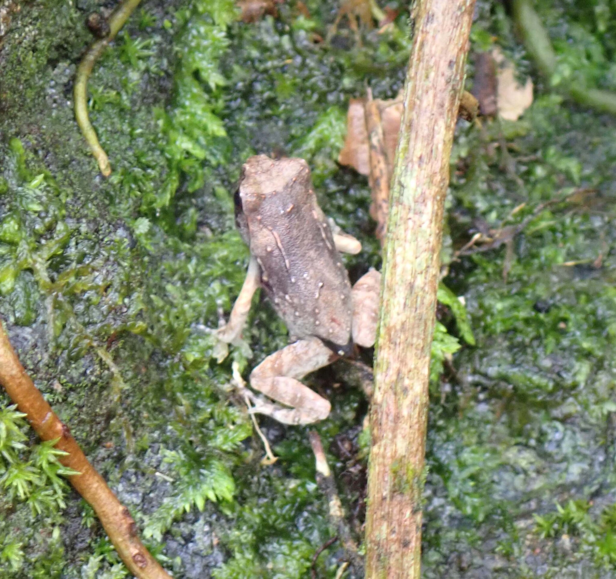 Pelobatrachus kobayashii