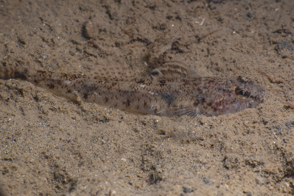 Sand goby (Pomatoschistus minutus) — Gobiidae