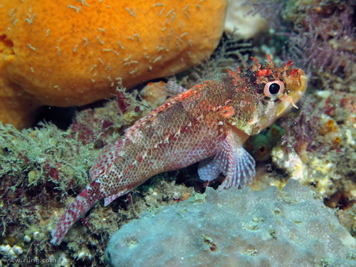 Scorpaenodes evides (Jordan & Thompson, 1914)