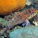 Cheekspot Scorpionfish - Photo (c) Richard Ling, some rights reserved (CC BY-NC-ND)