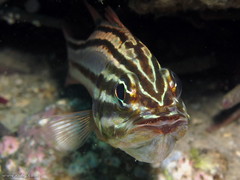 Ostorhinchus limenus