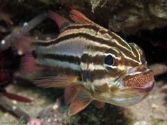 Ostorhinchus limenus