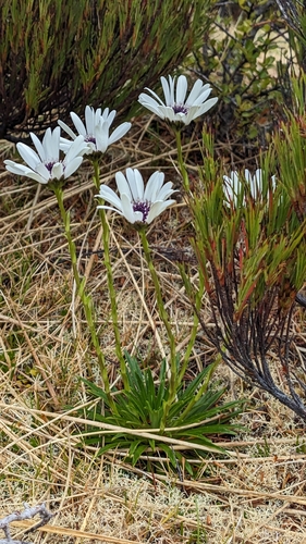Damnamenia vernicosa, 2026-01-13