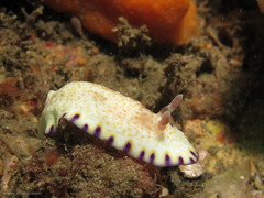Goniobranchus aureopurpureus