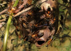 Trichinothorax