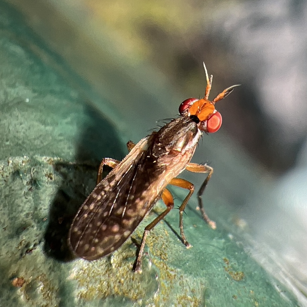 Euthycerina pilosa