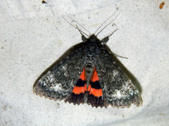 Catocala briseis