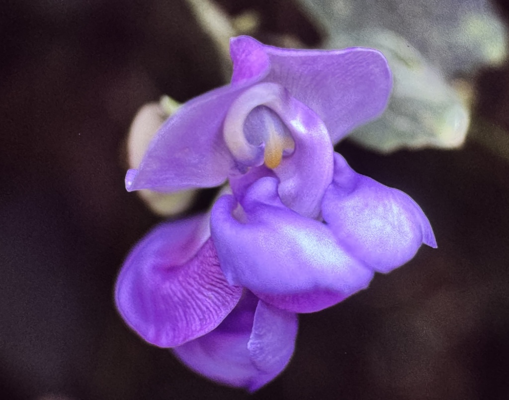 Sigmoidotropis speciosa; photograph Matt Lavin, CC BY-SA, iNaturalist via GBIF