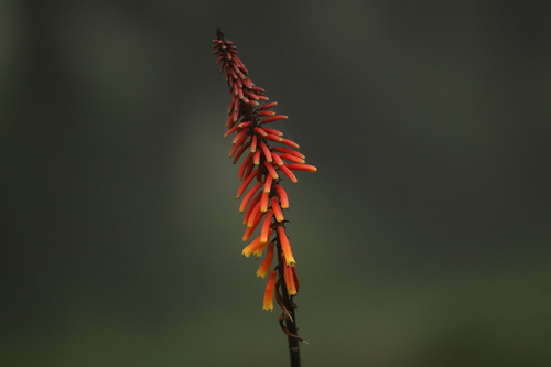 Kniphofia thomsonii, photograph 1