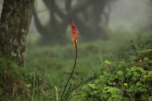 Kniphofia thomsonii
