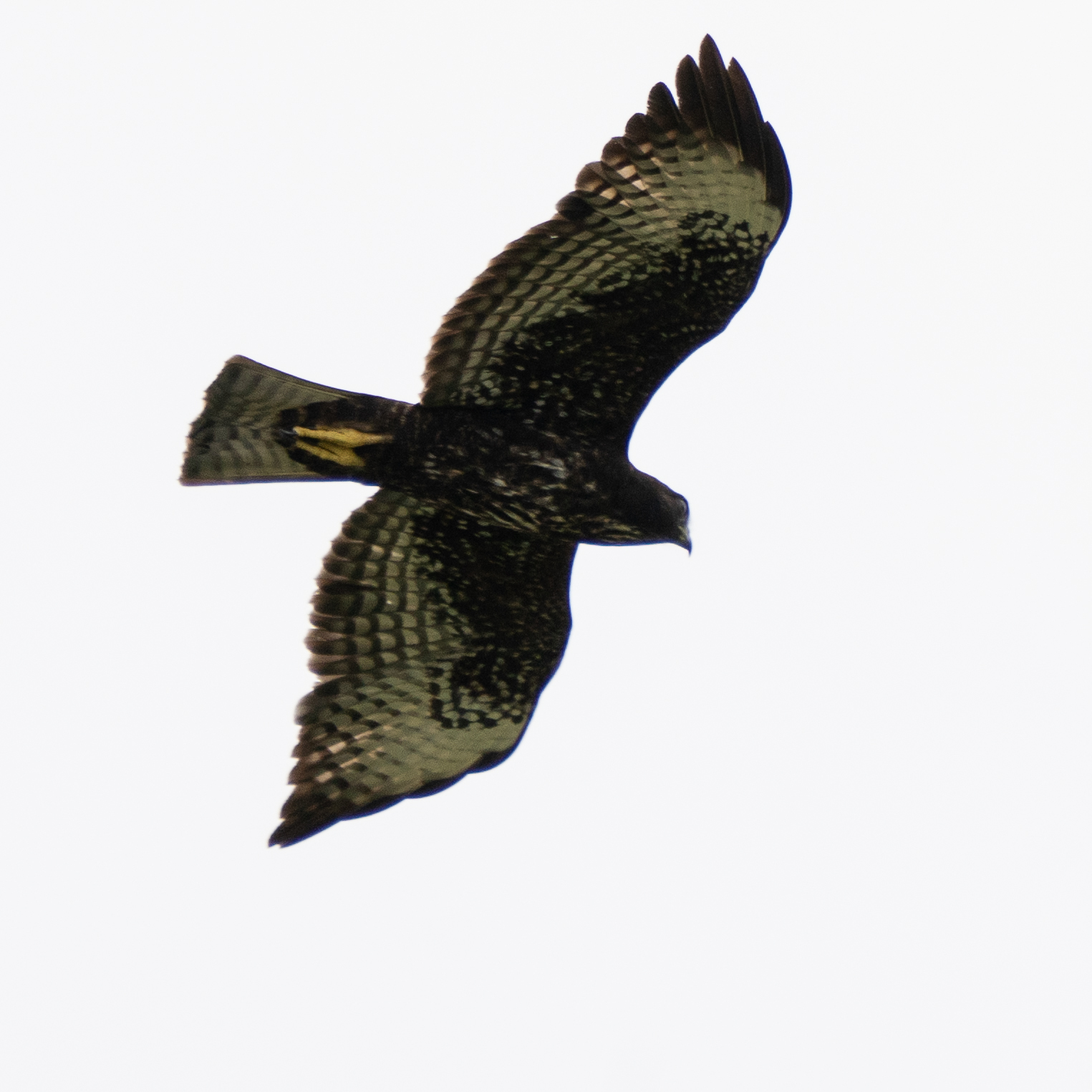 Short-tailed Hawk (Buteo brachyurus), photo 2