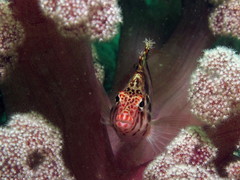 Cirrhitichthys aprinus