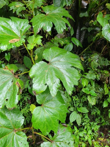 Begonia parviflora, photograph 5