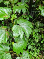 Begonia parviflora, photograph author not stated, no rights reserved