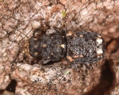 Goniocloeus bimaculatus