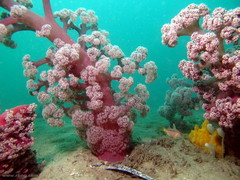 Dendronephthya australis