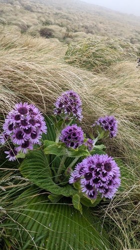 Pleurophyllum speciosum observed 2026-01-13