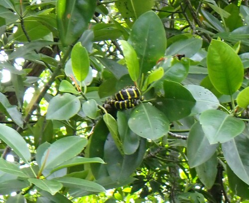 Gold-ringed Cat Snake