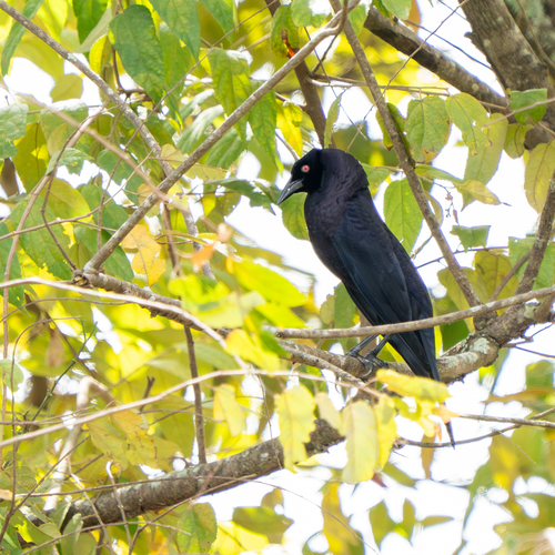 Giant Cowbird (Molothrus oryzivorus)