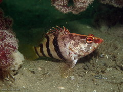 Hypoplectrodes nigroruber