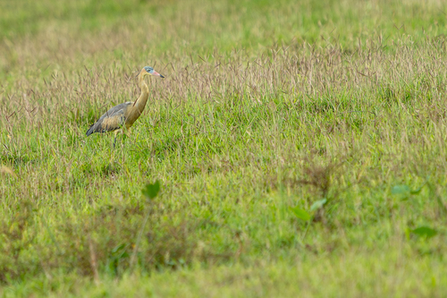 Whistling Heron (Syrigma sibilatrix), photo 8