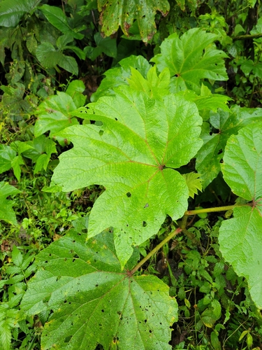 Begonia parviflora, photograph 4