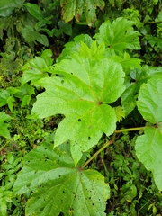 Begonia parviflora, photograph author not stated, no rights reserved