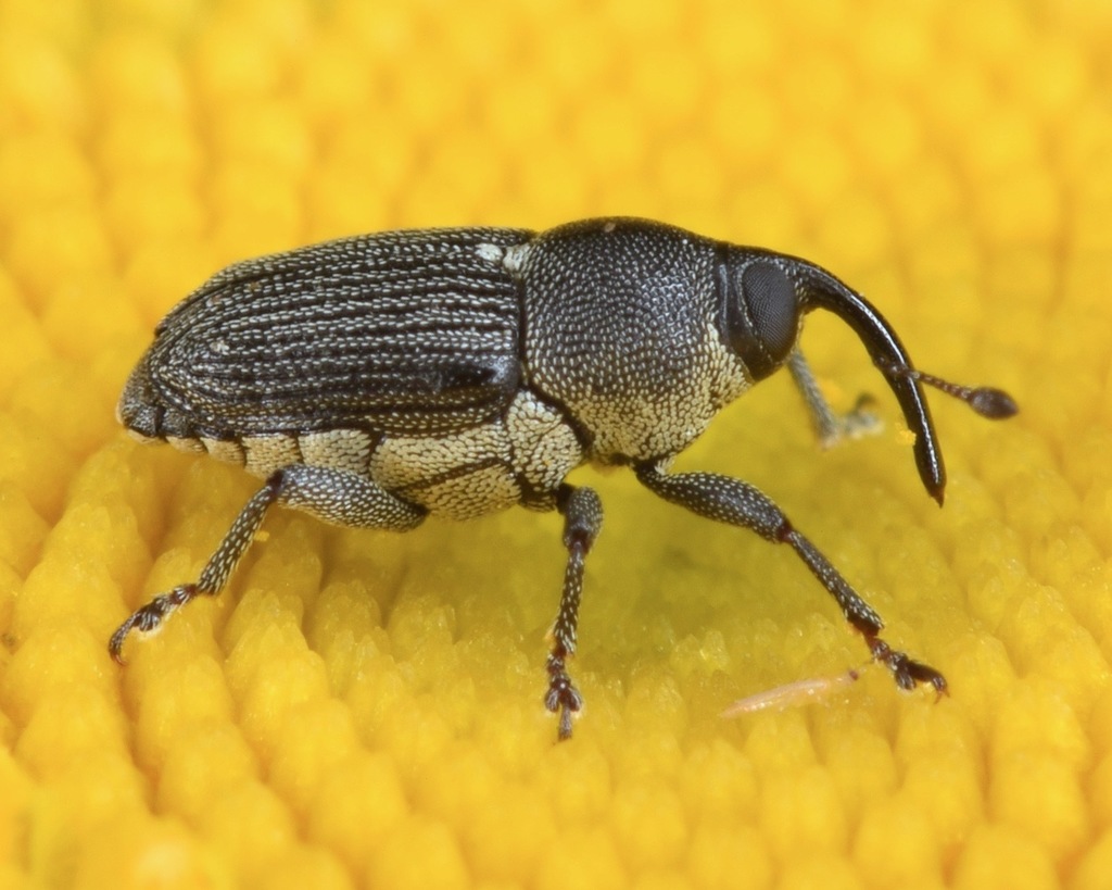 Rugged Flower Weevil