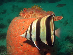 Chelmonops truncatus