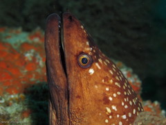 Gymnothorax prionodon