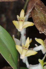 Dendrolirium lasiopetalum