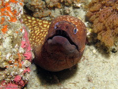 Gymnothorax prionodon