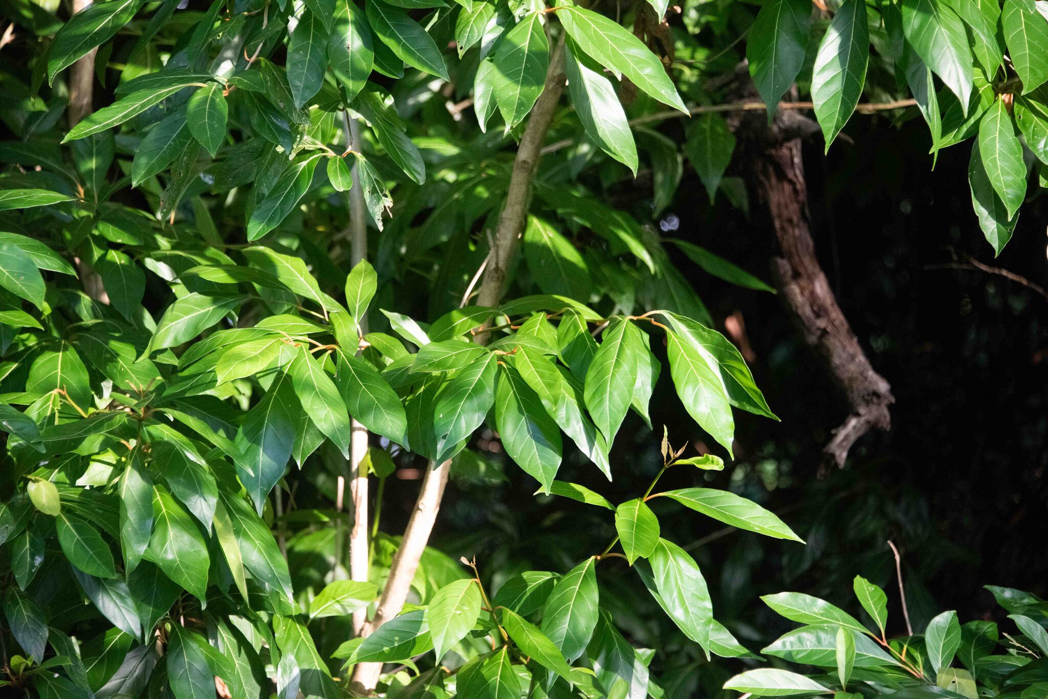 Imagem de Citharexylum mirianthum