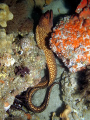 Gymnothorax prionodon