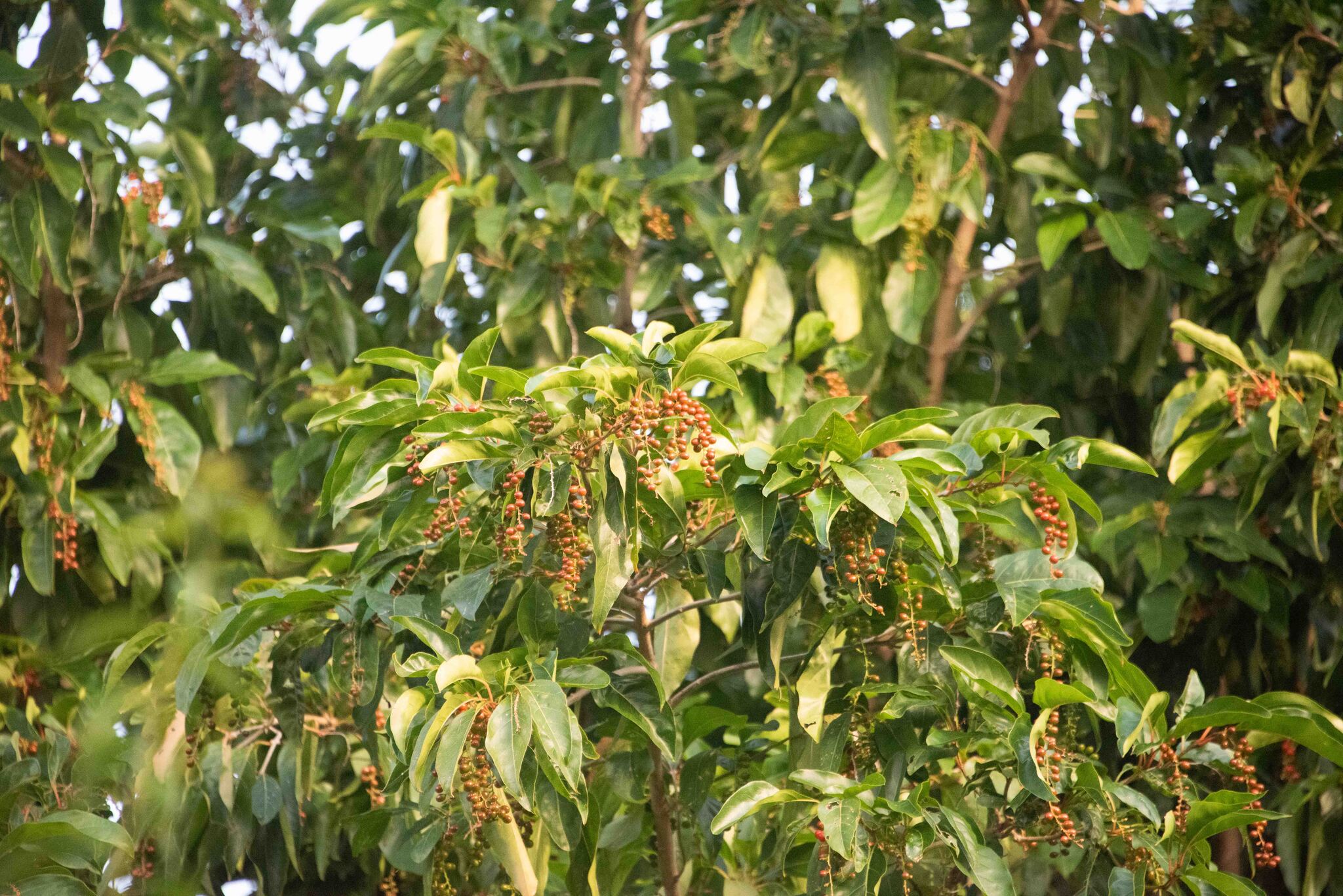 Imagem de Citharexylum mirianthum
