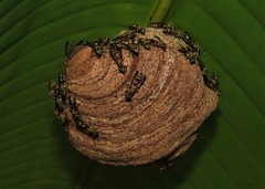 Polybia bistriata