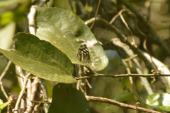 Dynamine postverta mexicana