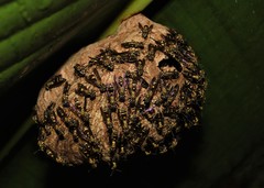 Polybia bistriata