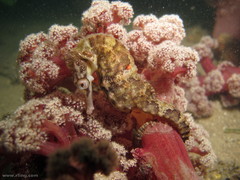 Dendronephthya australis
