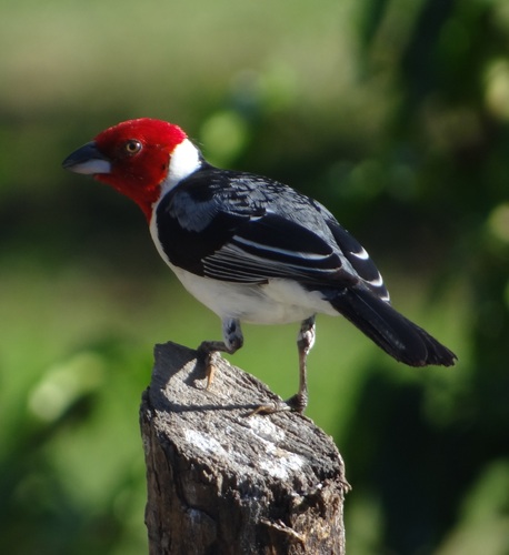 Red-cowled Cardinal
