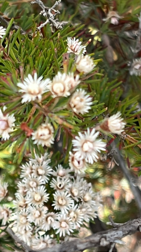 Plumed Featherflower (Verticordia plumosa)